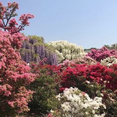 the trees are blooming very nicely in this garden area with many different colored flowers