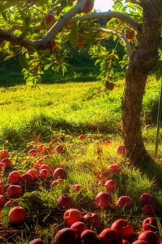 an apple orchard with lots of apples on the ground