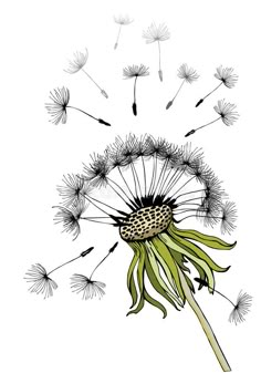 dandelion with seeds blowing in the wind