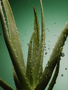 Aloe Vera a popular medicinal plant that people have used for thousands of years. It contains healthful plant compounds, it has antioxidant and antibacterial properties, it accelerated wound healing, it may improve skin and prevent wrinkles, as well as lowering blood sugar levels. It is most commonly known to help cure sunburns. #benefits #herbalfacts #herbalfact #herbal #aloevera #aloe #popular #plant #health #antioxidant #antibacterial #woundhealing #skin #skincare #sunburn #sunburns #helpcure Aloe Vera Gel Benefits, Aloe Vera For Sunburn, Natural Remedies For Migraines, Aloe Vera Plant, Aloe Vera Juice