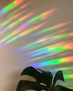 a potted plant sitting in front of a wall with rainbow colored lights on it