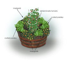 the parts of a garden in a barrel