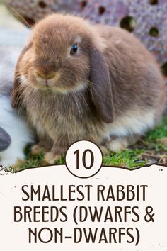 a rabbit sitting in the grass with text overlay that reads 10 smallest rabbit breeds dwarfs and non - dwarfs