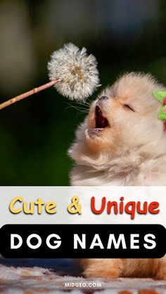 a small dog is blowing on a dandelion with the words cute and unique dog names