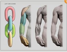 three different types of arm muscles are shown