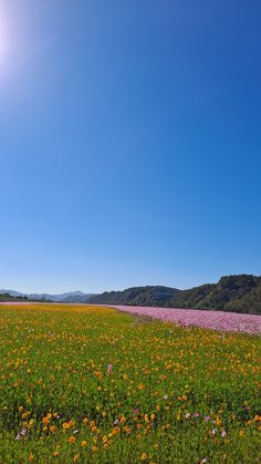 the sun shines brightly over a field of wildflowers and other colorful flowers