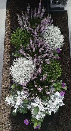 purple and white flowers are growing in the ground