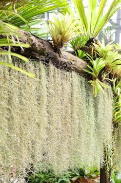 some very pretty plants growing on the side of a wall