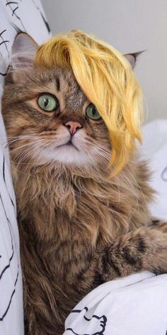 a cat with a wig on top of it's head sitting on a bed