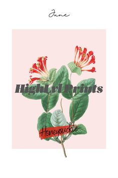 an illustration of red flowers with green leaves on a pink background that reads, instant prints honeysuck