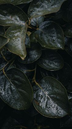 leaves with water droplets on them are shown in this close up photo, which appears to be dark