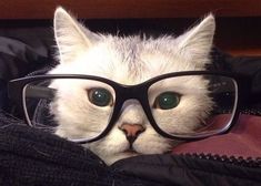 a white cat wearing glasses laying on top of a bed