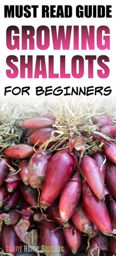 Top says "Must Read Guide Growing Shallots for Beginners" and bottom has a bunch of shallots freshly harvested. How To Grow Shallots, Shallots Growing, Grow Shallots, Growing Shallots, Growing Spices, Gardening Kit Gift, Plant In Fall, Growing Cilantro, Indoor Hydroponics