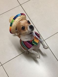 a small dog wearing a colorful hat and vest