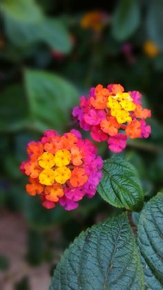 two colorful flowers with green leaves in the foreground and red, yellow, orange, and pink petals