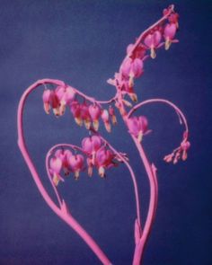 pink flowers are in the shape of a heart