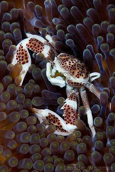 two octopus fish in anemone with white and brown spots on their body, swimming together