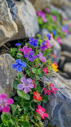 colorful flowers are growing out of the rocks