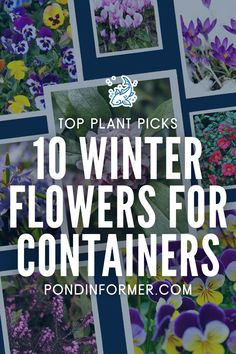 Article about the 10 best winter flowers for containers, perfect for your garden during winter. 

Winter flowers for containers, Best winter flowers, Container gardening in winter, Winter flowers