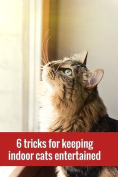 a cat looking up at the sky with text that reads 6 tricks for keeping indoor cats entertained