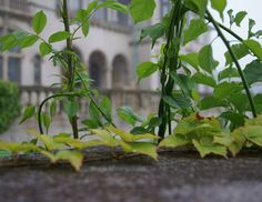 green plants are growing on the edge of a wall in front of a large building