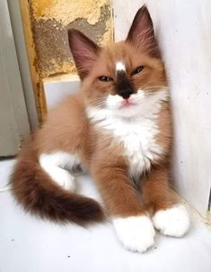 an orange and white kitten sitting on the floor