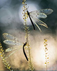 two dragonflies sitting on top of a plant