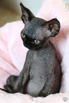 a black cat sitting on top of a pink blanket