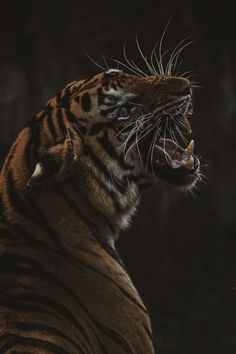 a close up of a tiger with its mouth open