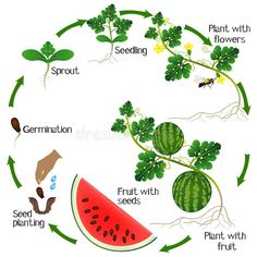 Plant Watermelon Seeds, Plant Watermelon, Growing Watermelon, Plant Life Cycles, How To Grow Watermelon, Life Circle, Watermelon Plant, Homesteading Diy, Fruit Salad Recipe