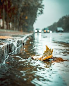 a leaf that is laying on the ground in some water next to a street with cars