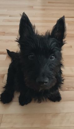 a small black dog sitting on top of a hard wood floor