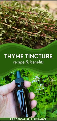 Thyme Tincture, Herbalism For Beginners, Home Remedies For Bronchitis, Tinctures Recipes, Cold Sores Remedies, Herbal Recipes, Herbal Tinctures, Natural Healing Remedies