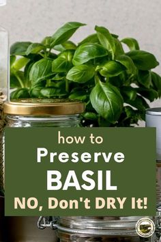 basil in a jar with the words how to preserve basil no, don't dry it