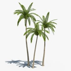 three palm trees with shadows on the ground