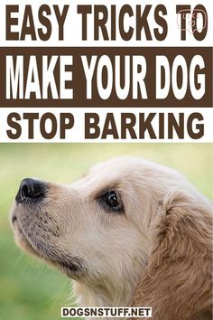 a close up of a dog's face with the words easy tricks to make your dog stop barking