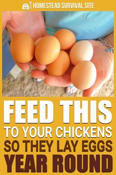 a person holding eggs in their hands with the words feed this to your chickens so they lay