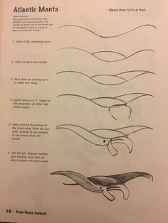 the instructions for how to draw a whale