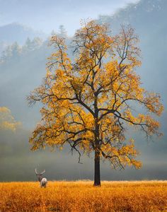 a deer standing next to a tree in the middle of a field with yellow leaves