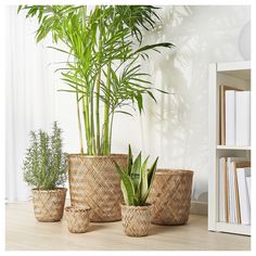 three planters with plants in them sitting on a table next to a bookshelf