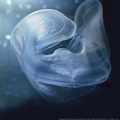 an image of a jellyfish in the water