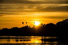 the sun is setting over some trees in the distance, and there are palm trees on the other side of the lake