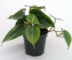 a green plant in a black pot on a white background