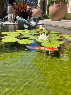 a pond filled with water lilies next to a building