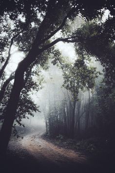 a dirt road surrounded by trees and fog