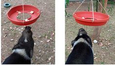 two pictures of a dog playing with a bird feeder