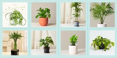 there are many different types of plants in the potted houseplants on this page