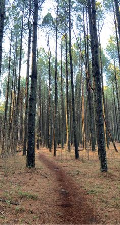 a dirt path in the middle of a pine forest