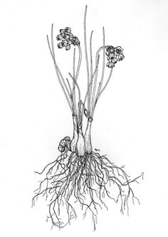 an ink drawing of some flowers with roots