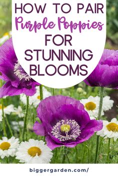 Create a purple poppy paradise in your garden with these seven flower arrangement ideas. Featuring exotic flowers like the stunning purple poppy, this guide will inspire all things purple. From beautiful blooms to poppy flowers, enjoy flower art painting that comes to life with vibrant flower photos and flower pictures. Purple Garden Aesthetic, Purple Garden, Garden Aesthetic